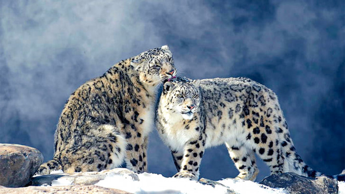 Creature Feature: Snow Leopard