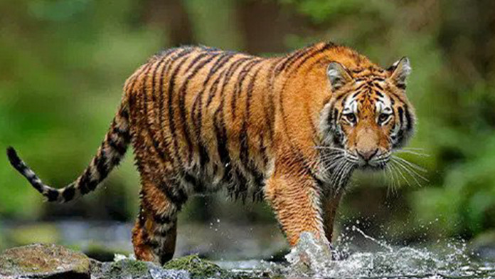 File:Royal bengal tiger play.jpg - Wikimedia Commons