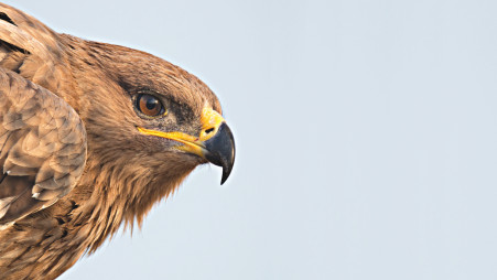 Tracking eagles leave researchers broke | The Business Standard