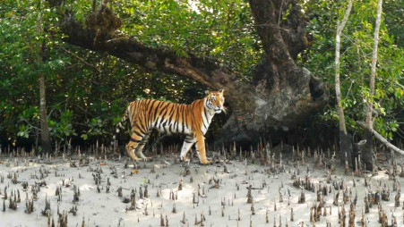 Bengal tigers could vanish from the Sundarbans, one of their final  strongholds