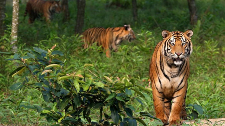 The Royal Bengal Tiger population is at risk in Sundarbans