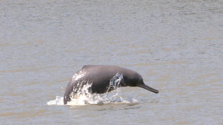 Do Freshwater Dolphins Live In The Sundarbans? 2022