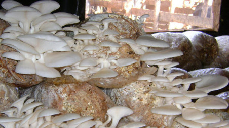 Dong Thap farmers make fortune growing straw mushrooms