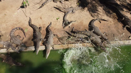 Crocodile farmers risk lives for style