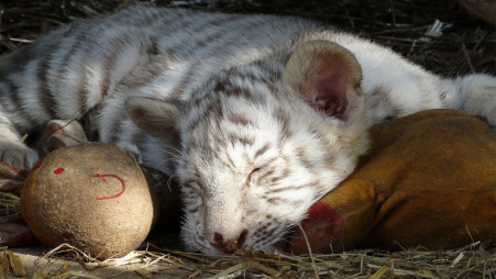 Very sad': Two white tiger cubs suspected to have died from COVID-19 in  Pakistan