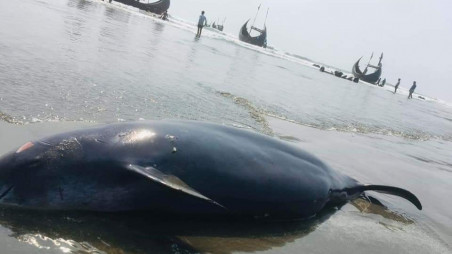 Video Shows Dramatic Dolphin Rescue by Bangladeshi Fishermen