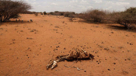 The carcass of a donkey who died due to an ongoing drought is seen near the town of Kargi, Marsabit county, Kenya, October 9, 2021. Photo :Reuters