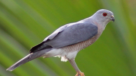 Shikra: A leopard with wings