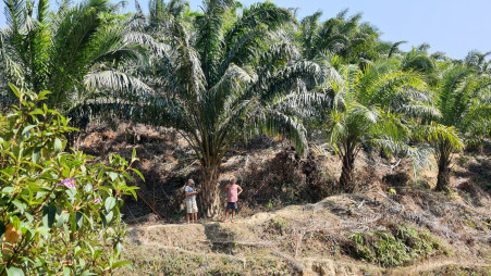 palm oil tree plantation