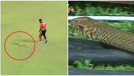 Snake halts play during Sri Lanka cricket match