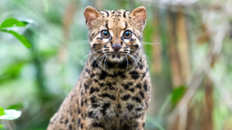 Marbled cats are evolutionarily related to big cats.  Photo: collected