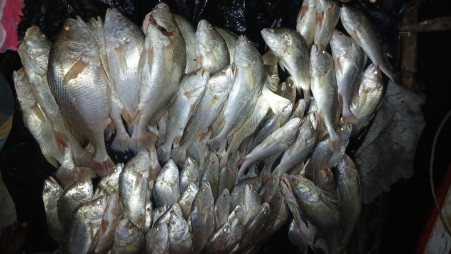 The fish were caught in Arpangasia River of West Sundarbans in Satkhira. Photo: TBS