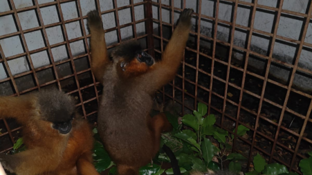 Bonneted langurs rescued from smuggling into India on October 25. Photo: TVS 