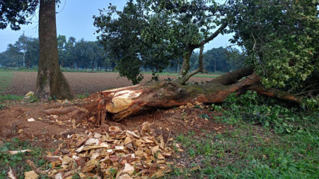 More than 50 century-old trees are being felled to establish an experimental gamma radiation center in Gazipur. Photo: TBS