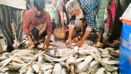 Traders sell Hilsa fish at a market in Barishal on Monday, November 4, 2024. Photo: TBS