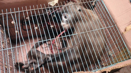 An endangered spectacled langur sits inside a cage after being rescued during a DB raid in Chattogram recently. The animal was later handed over to the Forest Department. Photo: Courtesy