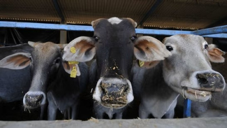 Cattle inside the cow shelter at Sector 135, in Noida Photo: Hindustan Times