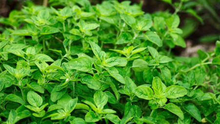 Representational image of plants. Photo: Collected