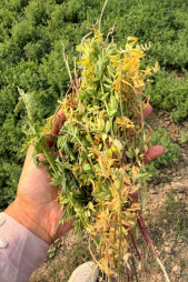 Farmers across the Barind region are once again embracing the cultivation of lentil, particularly the BARI Masur-8 variety.