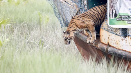 In a slow motion,  she finally jumped to her freedom, to her home, to the lores of the great Sundarbans. Photo: Syed Zakir Hossain 