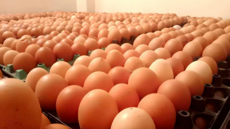 Stakeholders say demand for eggs is low and production is high