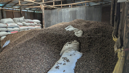 Cultivated cashew nuts procured from farmers in Thanchi are being stocked. 

