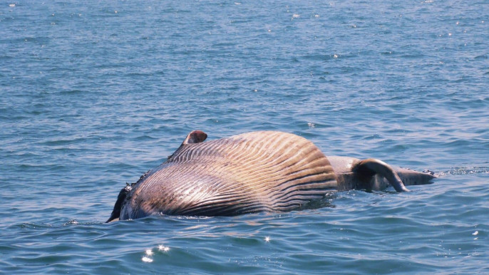 Rare Pink Dolphins Spotted Swimming in Louisiana River, Smart News