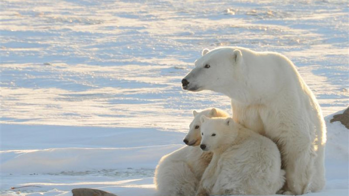 Climate change: Polar bears could be lost by 2100
