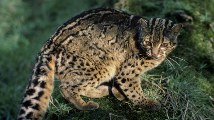 Super Cats: A NATURE Miniseries, Meet the Deadliest Cat on the Planet, Nature
