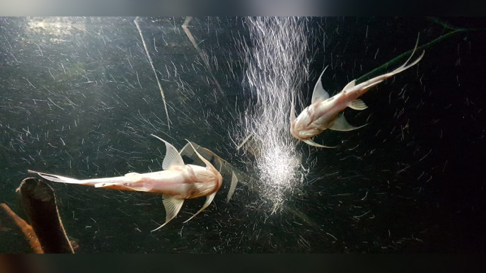 giant goonch catfish