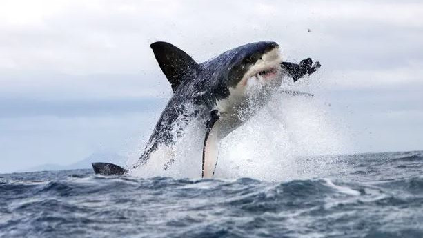 Top 3 Sharks That Attack Humans