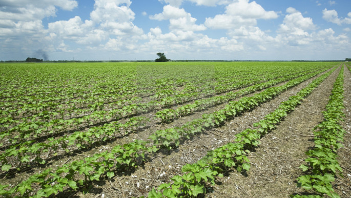 Prospect of delayed cotton sowing unnerves farmers - Business