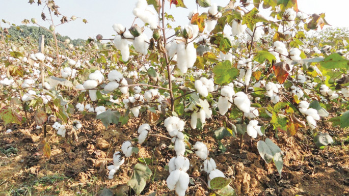 Prospect of delayed cotton sowing unnerves farmers - Business