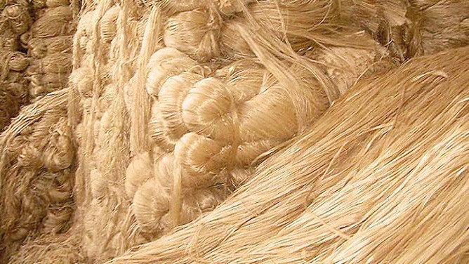 Minimum support price on raw jute to remain in force till January