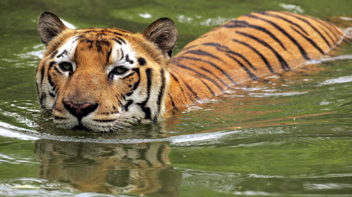 Royal Bengal Tiger  Tigers4Ever Giving wild tigers a wild future