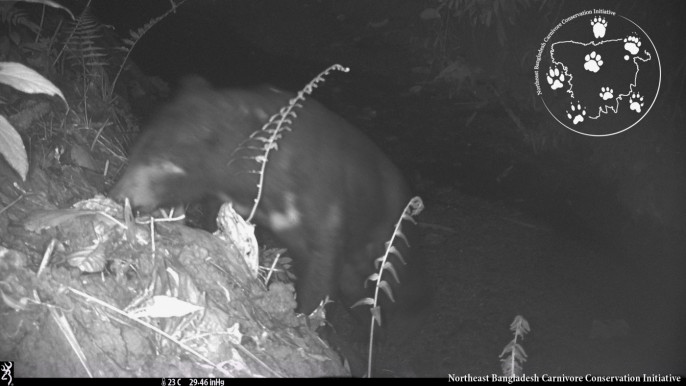 Bears, cats, and mystery mammals: camera traps in 'paper park' prove it's  worth protecting