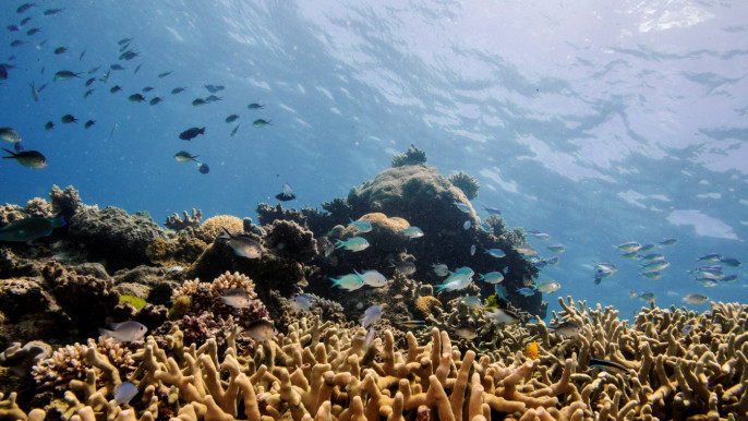 Scientists Have Begun Conserving Coral by Slicing and Freezing It