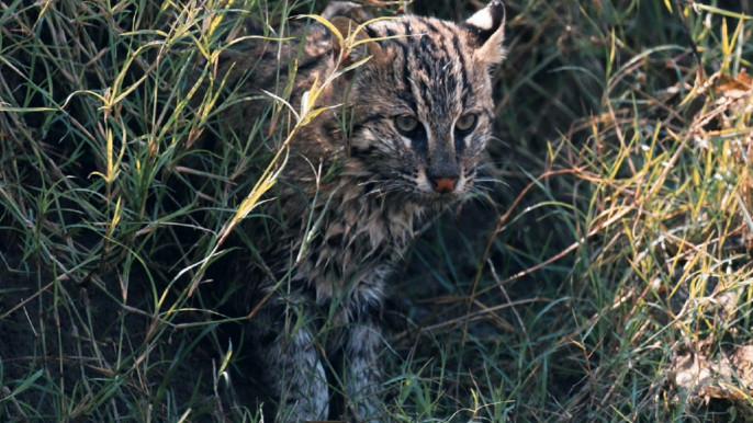 The fishing cat is no 'tiger