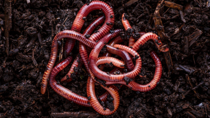 Earthworms are the fourth largest global grain producer: Study