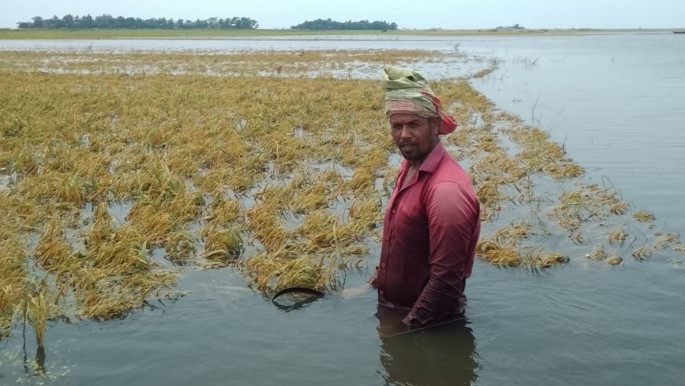 A farmer stands in a flooded field as rising waters threaten Boro crops and deepen harvest uncertainty. Photo: TBS