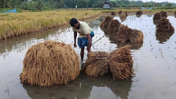 Boro paddy fields lie submerged in water in Bagerhat after three days of rain, damaging crops and affecting thousands of farmers. Photo: TBS