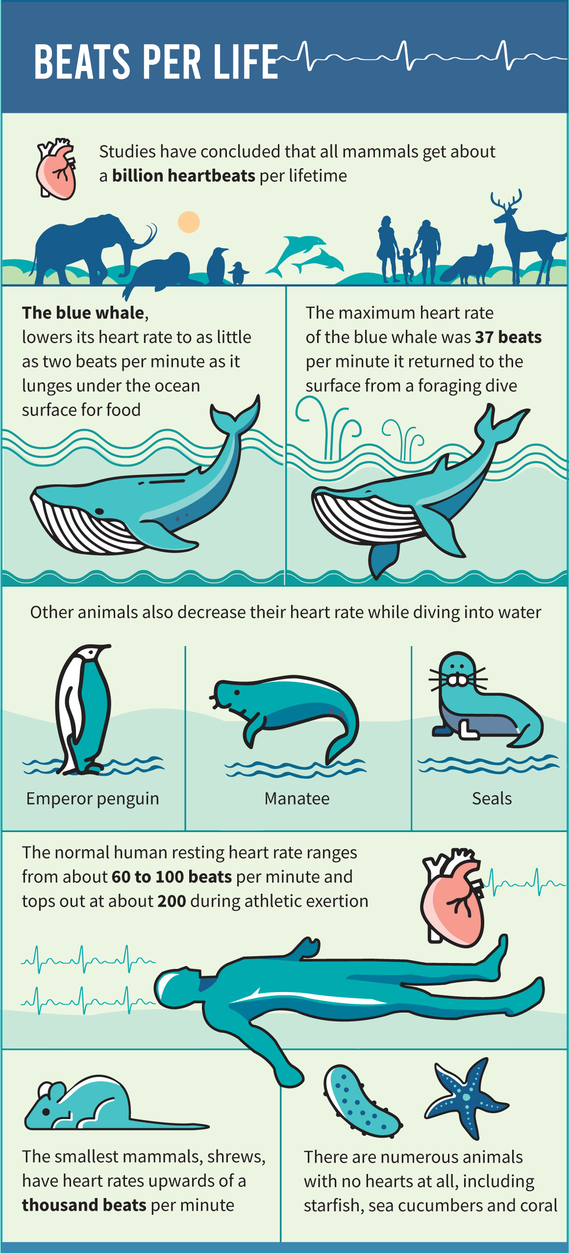 With suction cups and lots of luck, scientists measure blue whale's