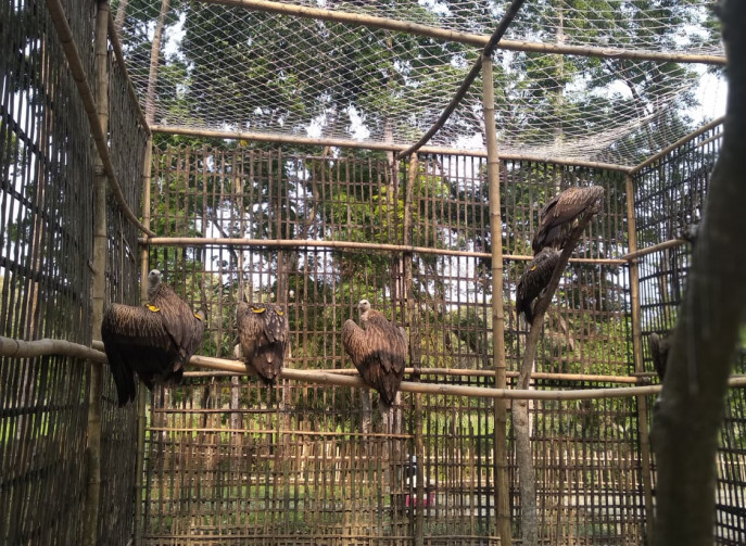 100 near-threatened Himalayan vultures return to the wild | The ...