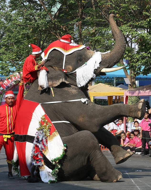 Elephants dressed as Santa Claus deliver gifts to schoolchildren | The ...