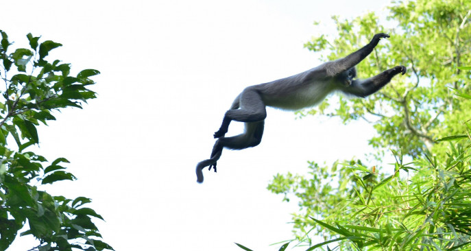 Devdeepsinh Vaghela - Monkey giving a candid pose 😂😂😅😅 . . . . .  #wildlifephotography #exclusive_animals #wildlifeplanet #indiaclicks  #igscwildlife #nikontop #animalsmood #animal_in_world #nikon_photography_  #awesomeglobe #wildlifephoto ...
