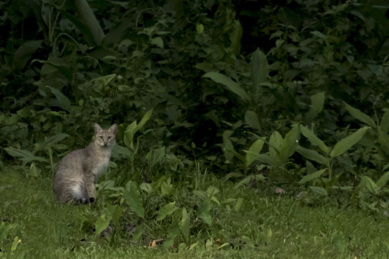 Vanishing in silence: Our marvellous small cats | Wild cats in