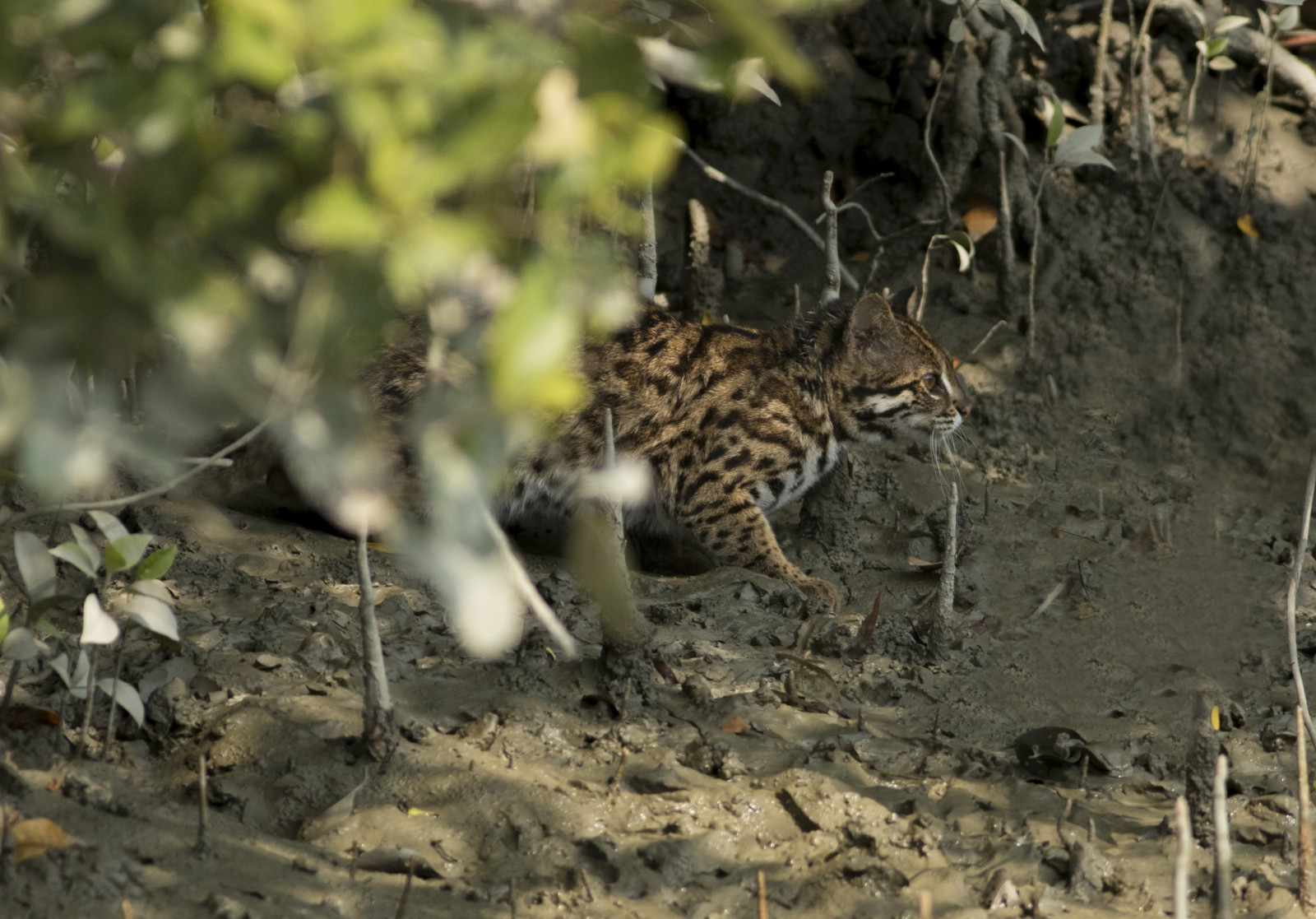 Vanishing in silence: Our marvellous small cats  Wild cats in 