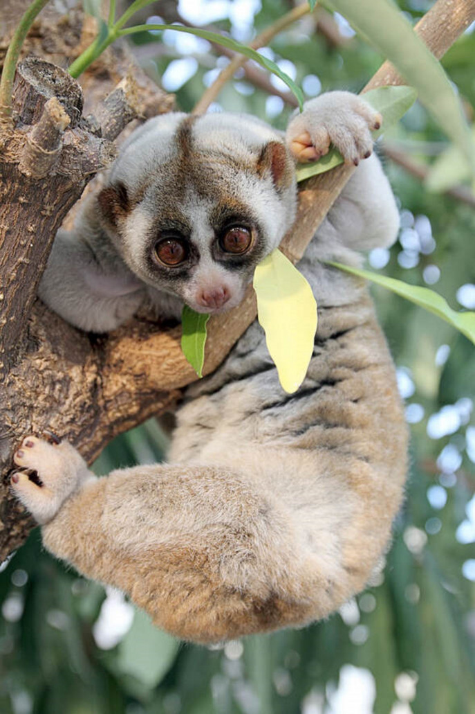 The plight and future of Bengal slow loris in Bangladesh The Business