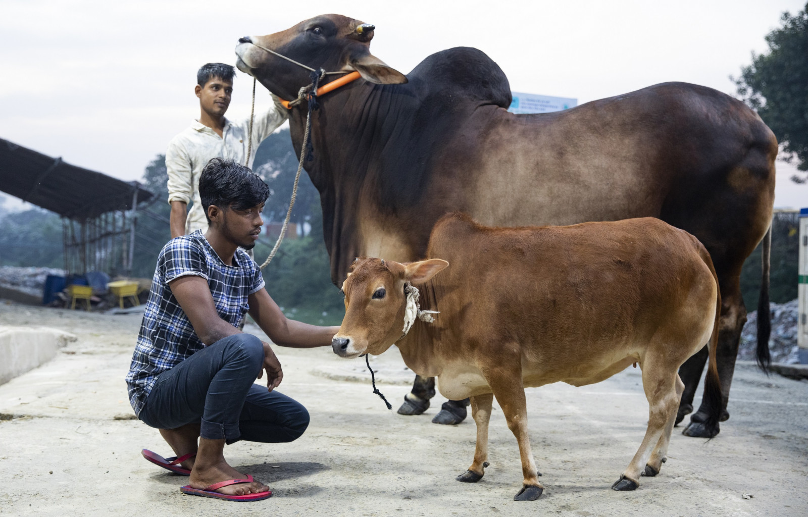 Sadeeq Agro How A Fascination For Animals Led To A Tk45 Crore Dairy Farm