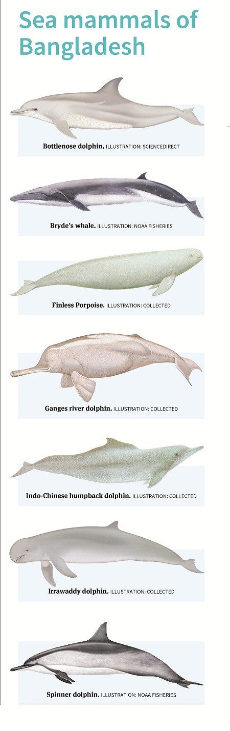 Perspective Chapter: Status of Dolphin in the Maritime Area of Bangladesh